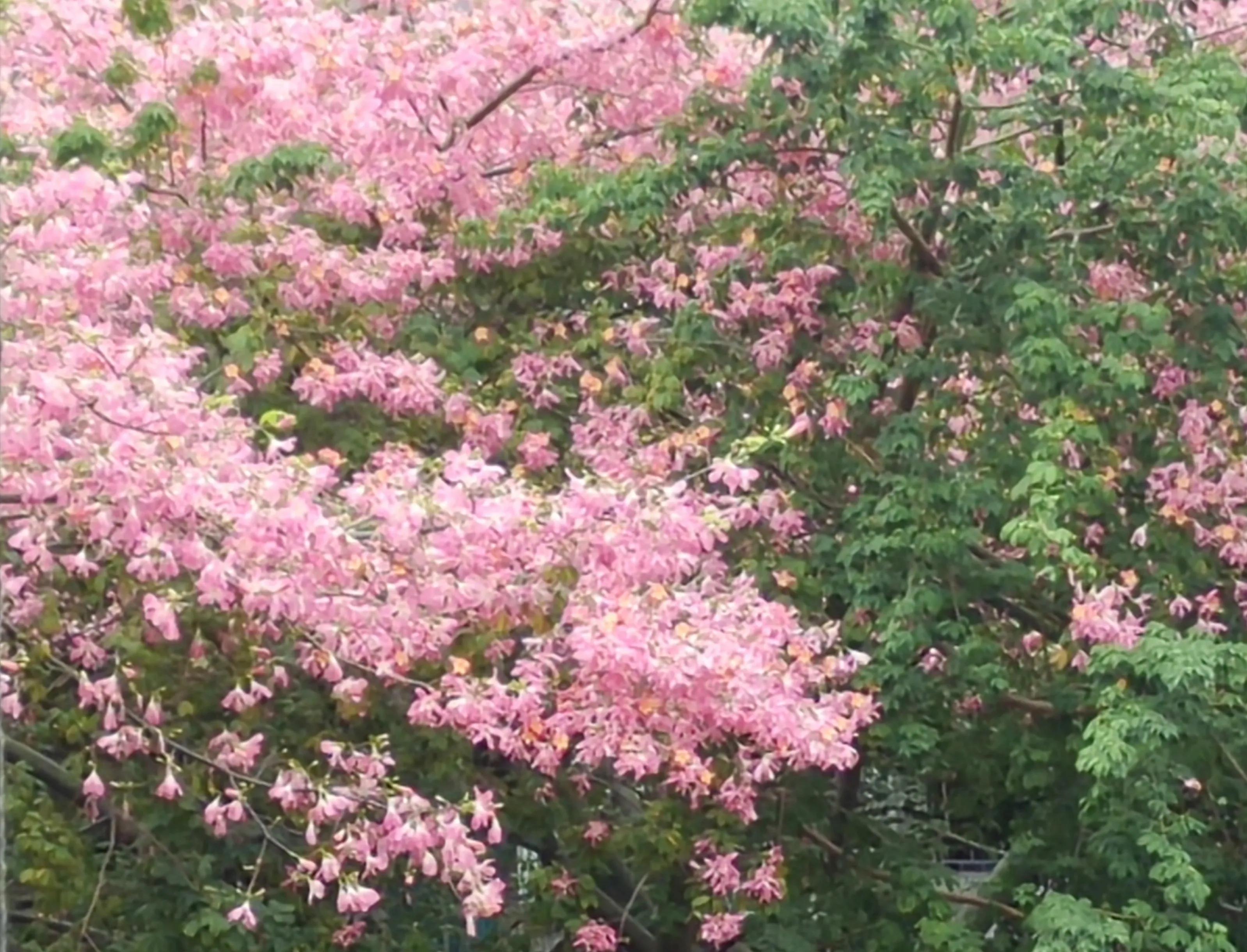 美人树(古韵新篇)