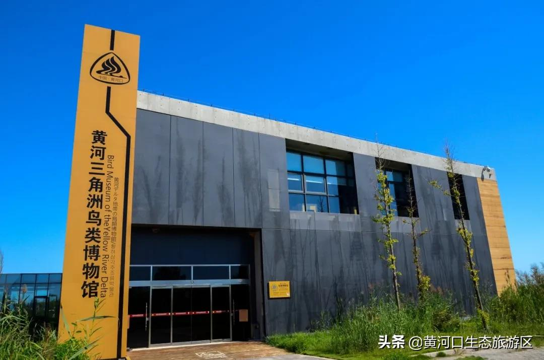【黄河口生态旅游区】我已最美 欢迎回家