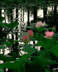 接天莲叶（《接天莲叶无穷碧》）