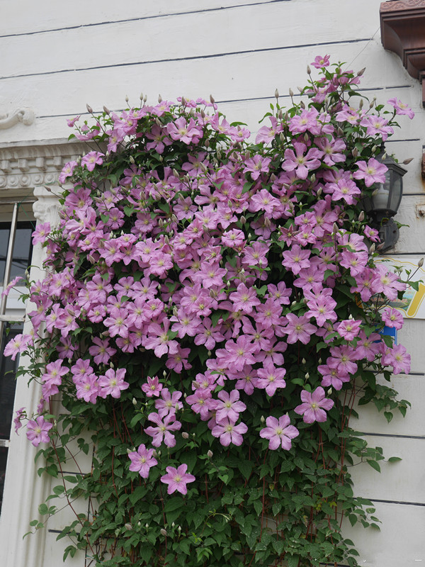 铁线莲耐寒吗好养吗(几种耐寒的植物皮实好养活)