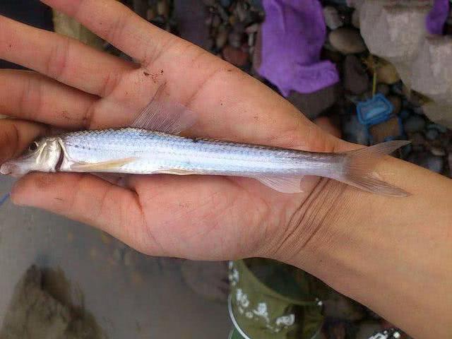 蛇鮈:长江常见的小型鱼---船丁子_淡水鱼类_西南渔业网 水花鱼 水产