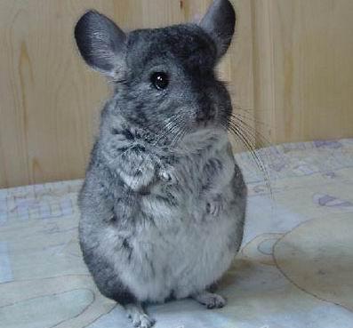 青紫蓝皮草是什么动物-生活知识库-动动脑