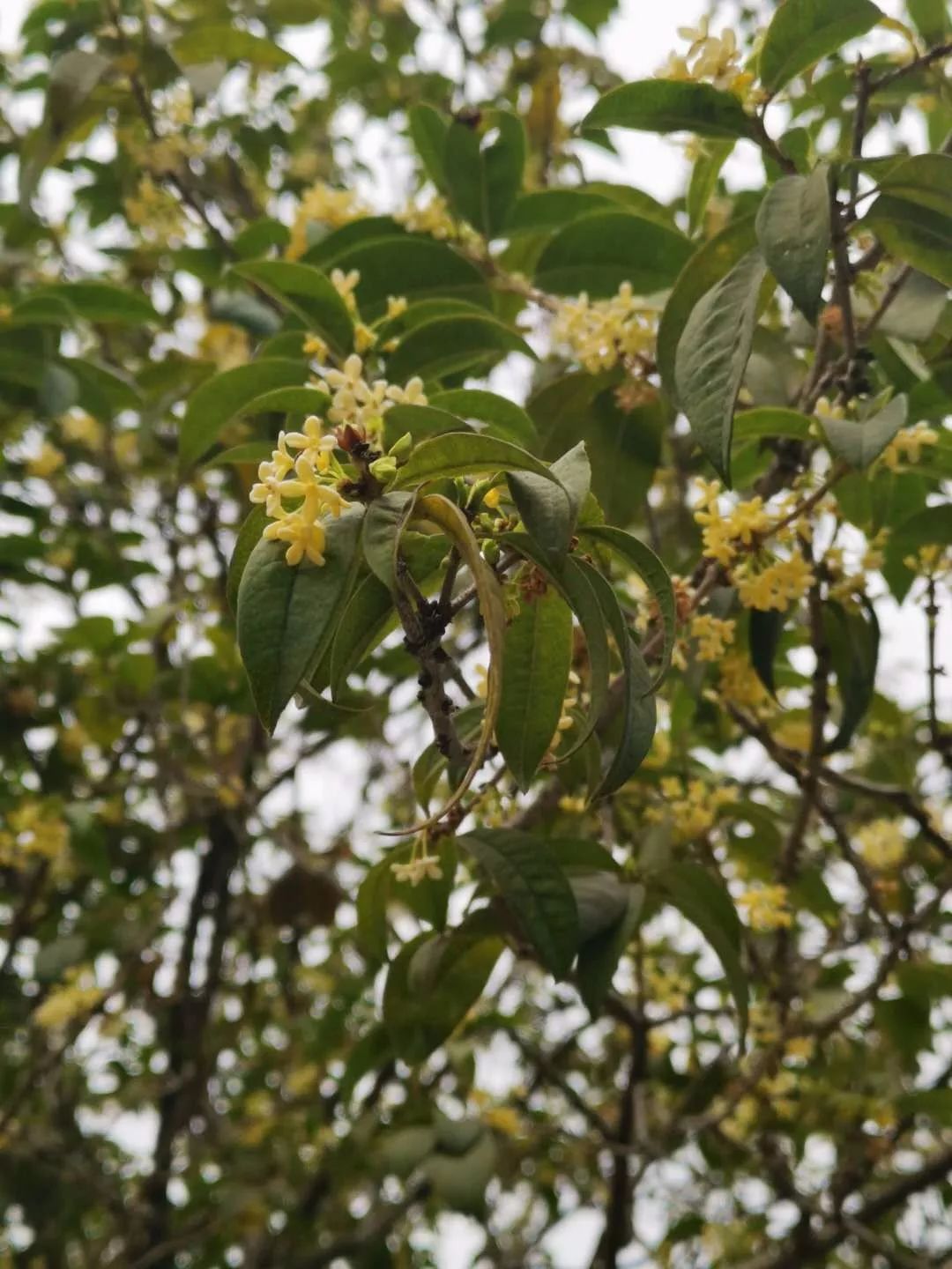 适合广东种植的花卉（适合在南方栽种的6类花卉）