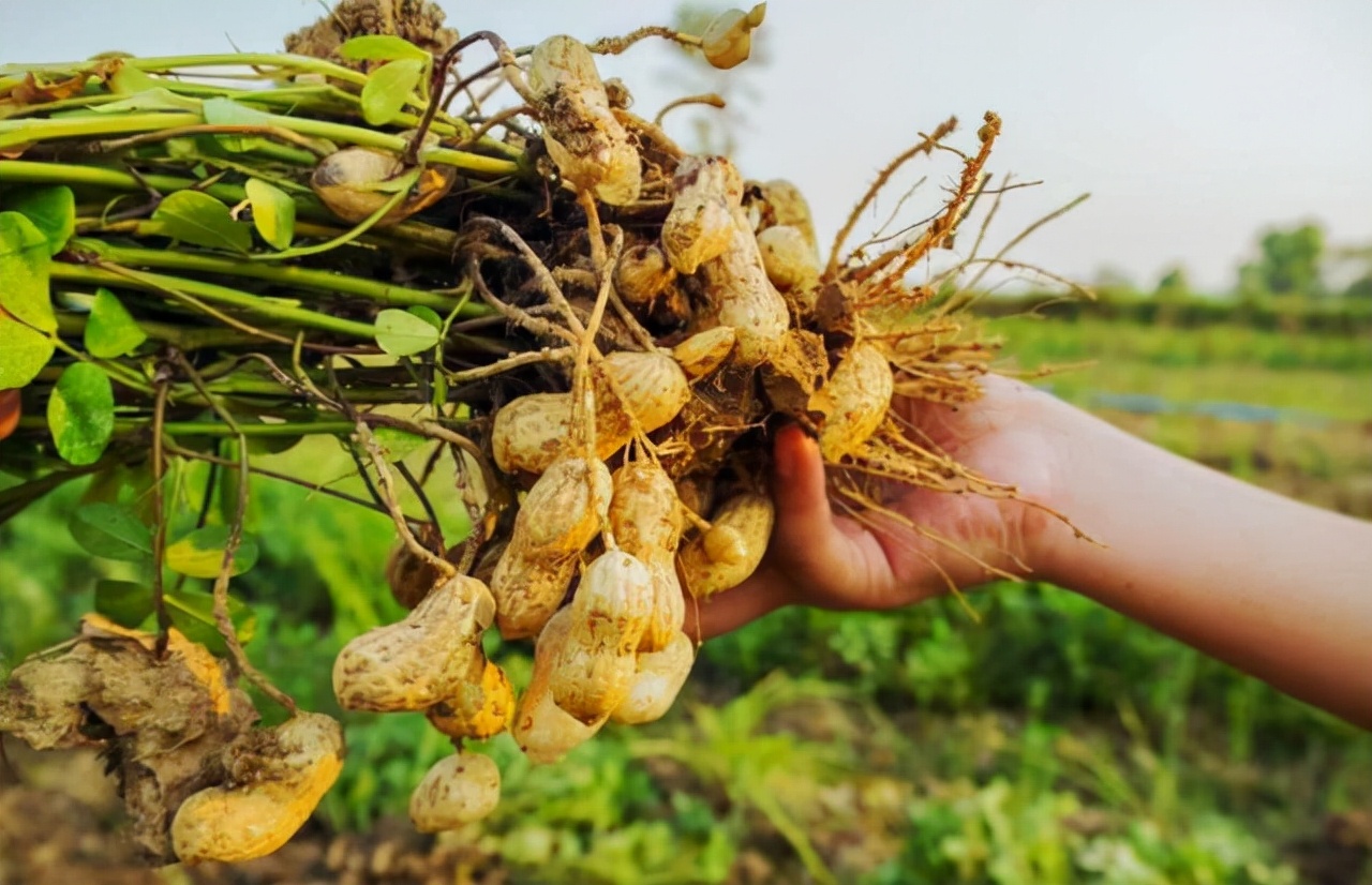 生花生和熟花生，哪個營養更高？ 注意：這5類人最好少吃，要聽勸