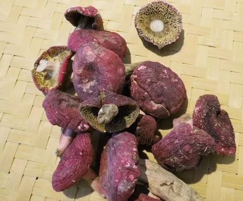 被莆田人吃到天价的红菇，2000元一斤还买不到？