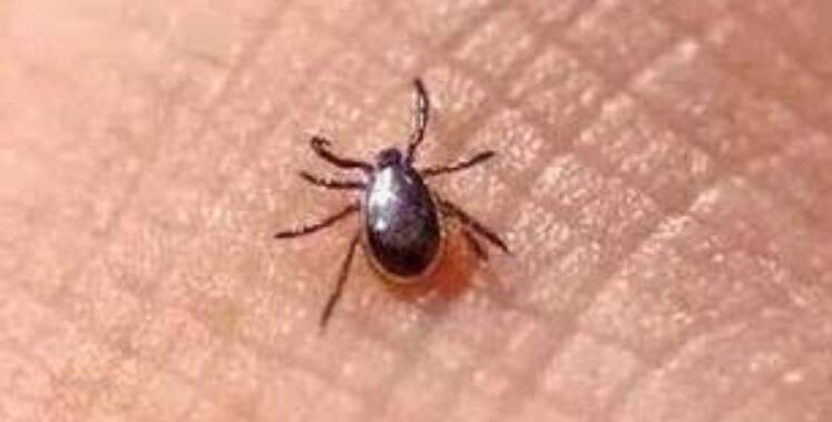 家里的跳蚤怕什么，最怕高温和阳光(大办法教你彻底消灭跳蚤)