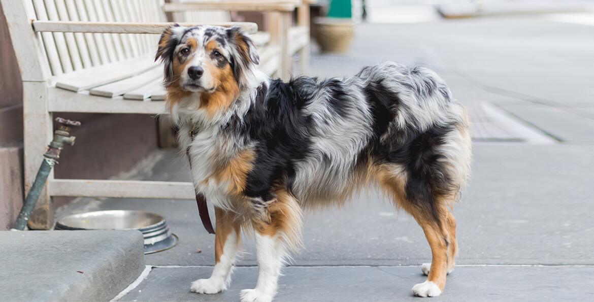 迷你澳大利亚牧羊犬,虽然娇小可爱,但运动量一点不小