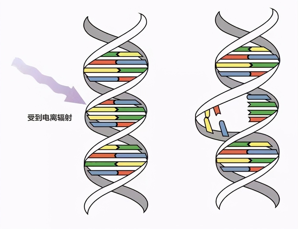 电动汽车辐射巨大？会使得男性性功能下降，加速秃顶，腿毛掉光？