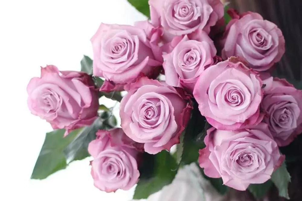 紫皇后玫瑰紫玫瑰是玫瑰花的一种,花朵较小,但香气非常的浓郁.