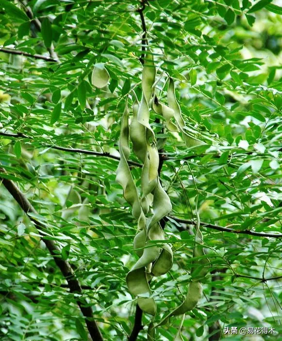 皂荚树与皂角树区别（全世界仅有6株野生的珍稀濒危物种）