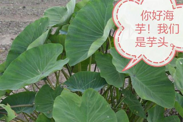 20种有毒花,出门别乱摘,有小孩的特别注意