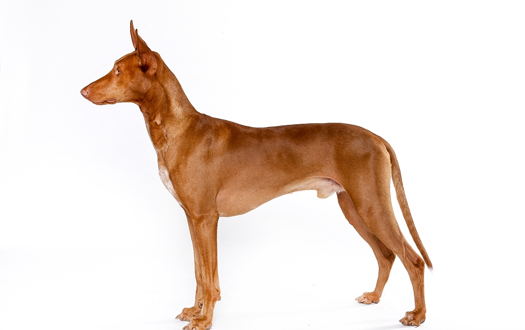 法老猎犬(物种百科:法老王猎犬)