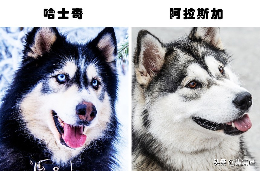 易被混淆的事物：因为太过于相似，经常被人们搞混的7对事物