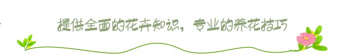 庄户人最常见的马齿苋,叶子肉质感强,凉拌真爽口