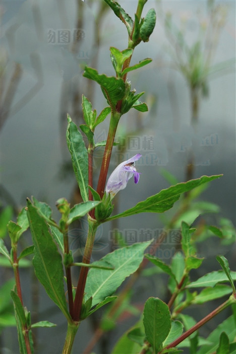 南天仙子的功效与作用