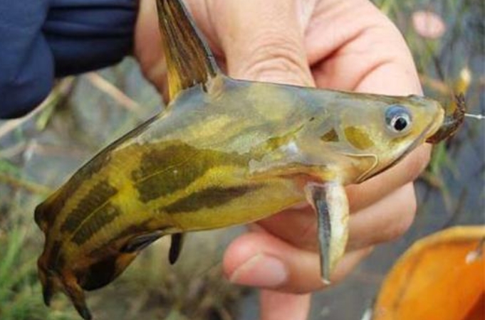 确认过眼神,"对付"黄刺鱼就用这套路,莫忽视,知道的人不简单