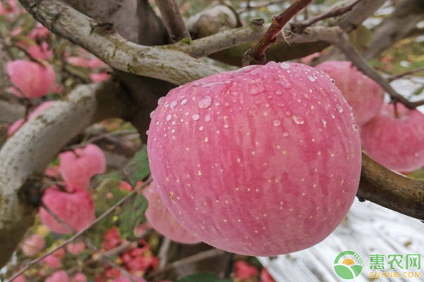 苹果最新价格多少钱一斤？春节前后苹果的行情走势如何？