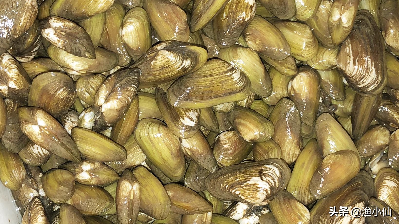 海瓜子的营养价值("海瓜子"被《舌尖》美食家评为最鲜美海鲜,今天小渔