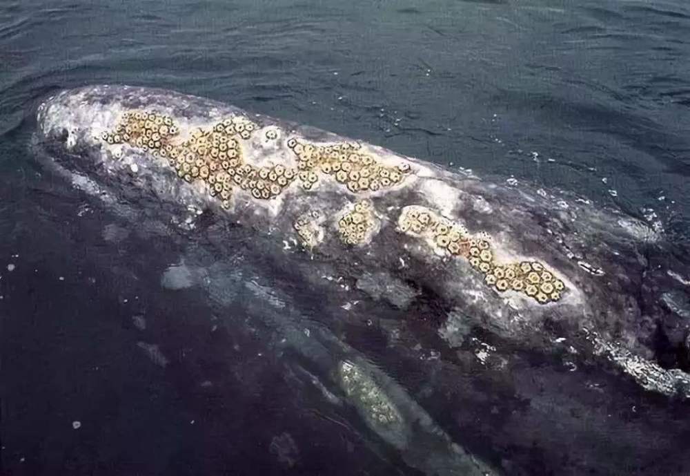 来自地狱的美食，被渔民和海洋生物讨厌，藤壶究竟是什么东西？