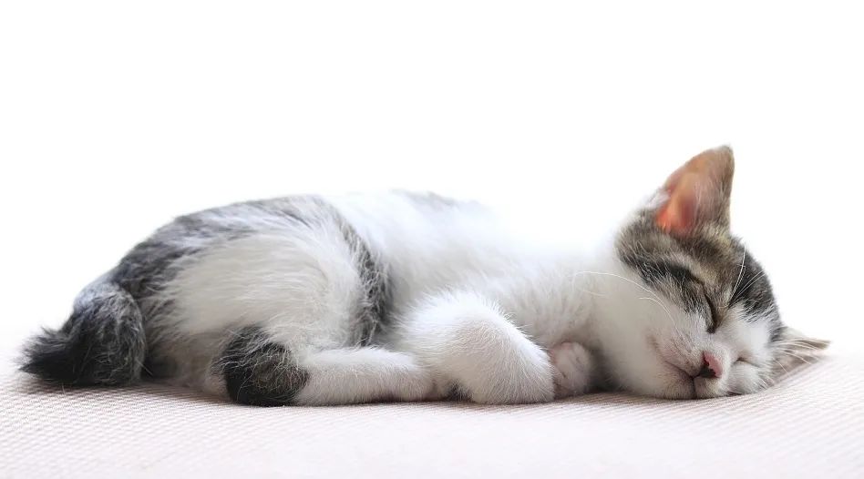 作为铲屎官，你了解猫传腹多少？