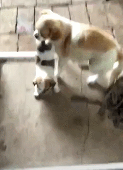 母狗为什么把幼崽“叼”到主人面前呢？背后隐藏了这些事