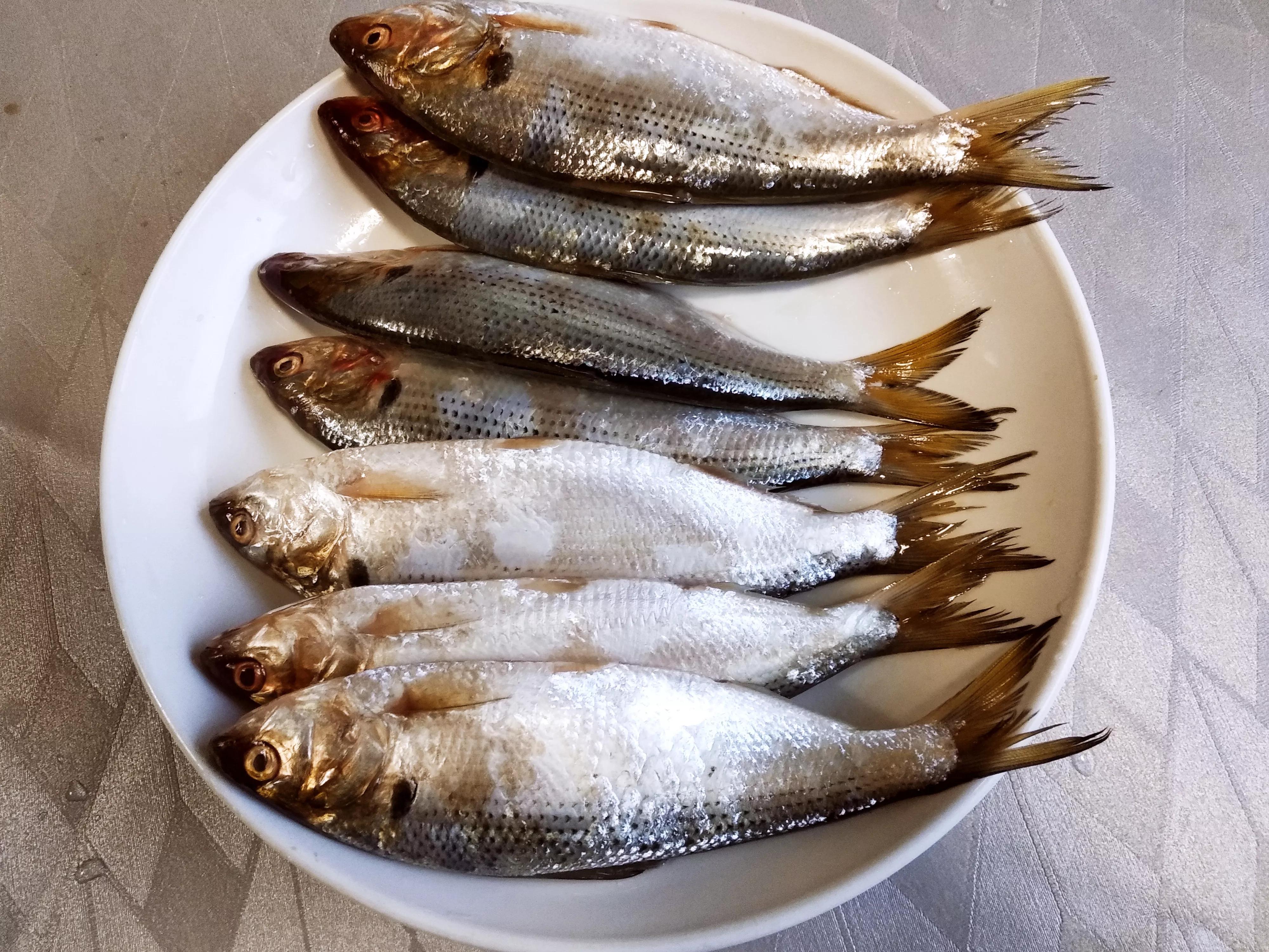 常见的海鱼图片和名称(春天) - 赤虎壹号