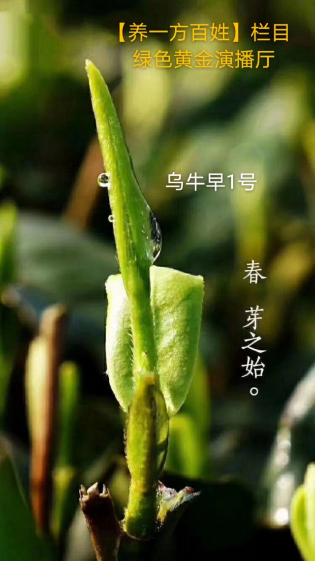 周国文炒股(北京林业大学周国文)
