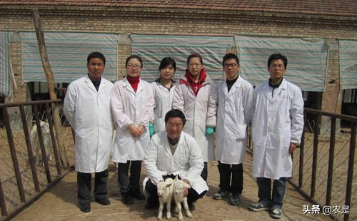 王锋，教授，博士，南京农业大学，国内克隆羊领军人物