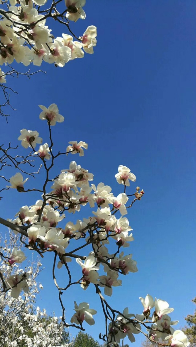 86句关于桃花的唯美诗句