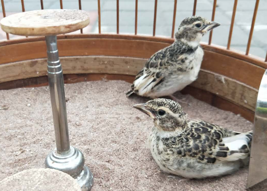 两个月大的百灵鸟怎么养最佳专业回答