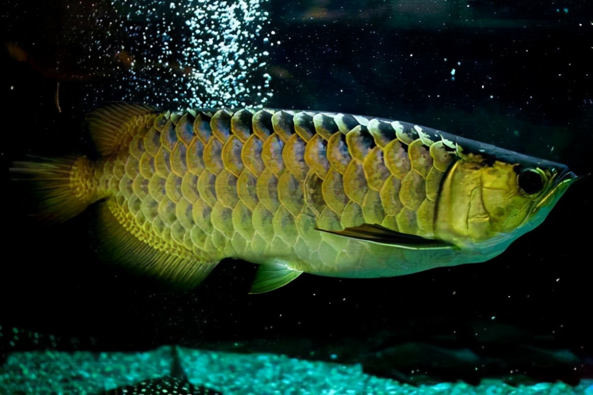 13金龙鱼不吃食能活多久,怎么喂食好 _极限路亚