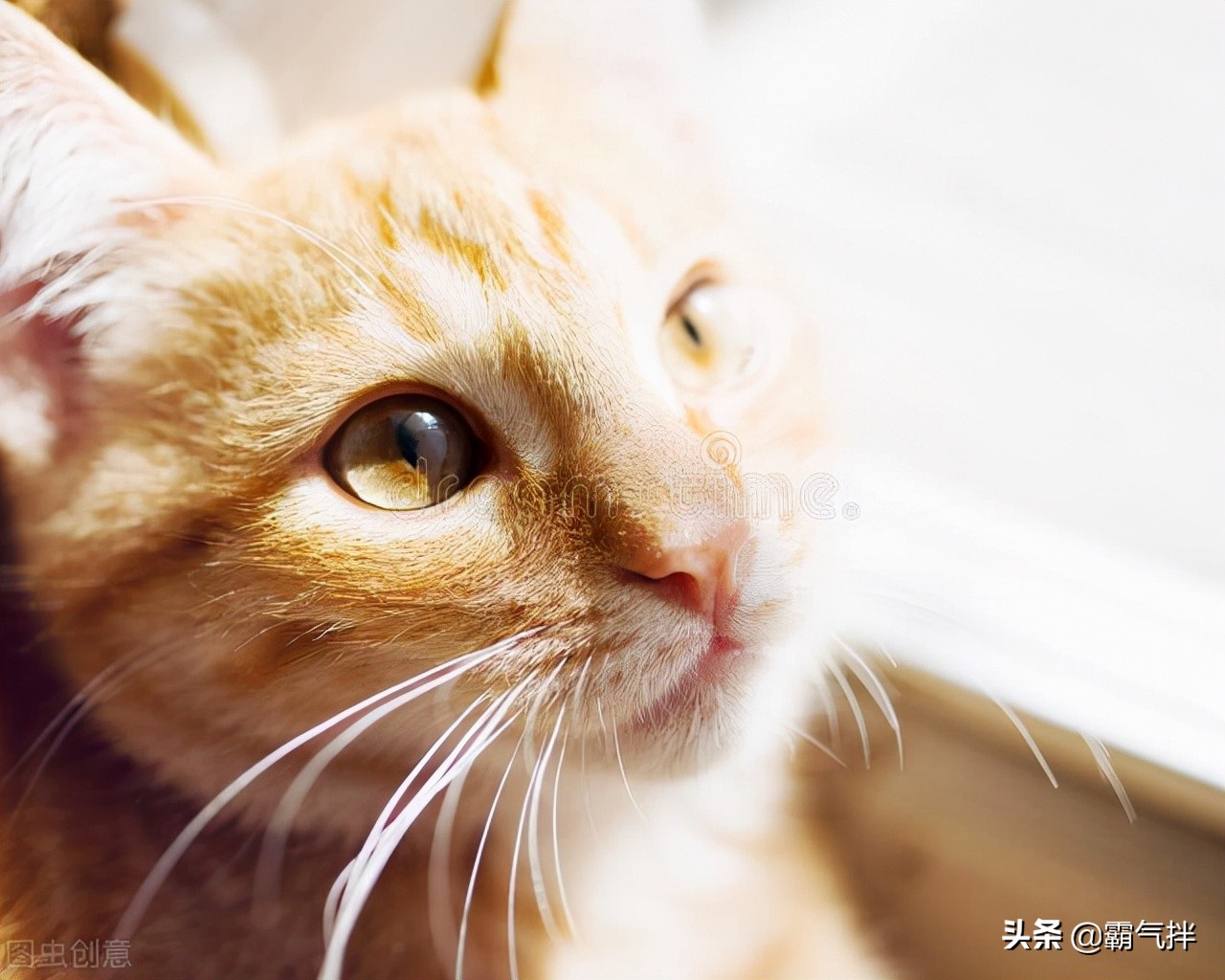 养猫经验分享，如何治疗猫藓，家里有猫的请收好