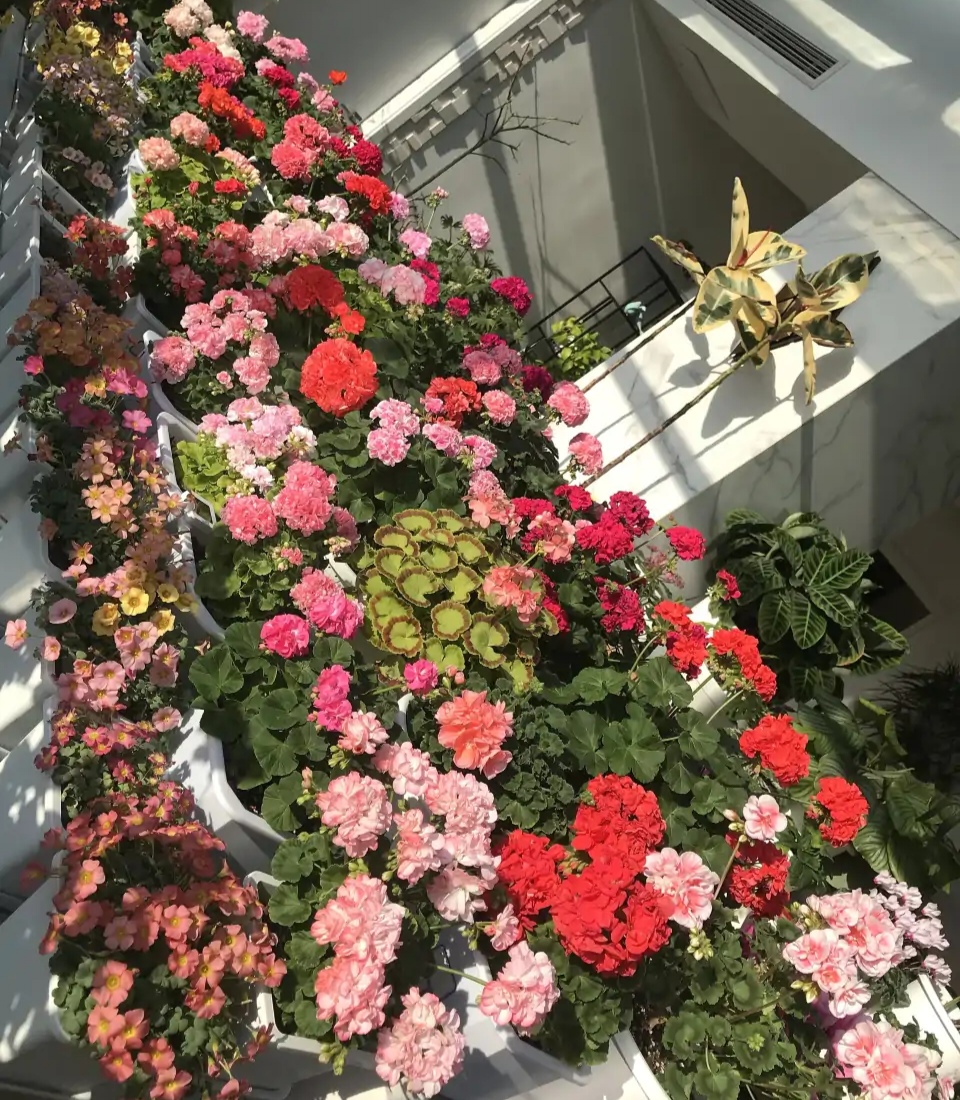 20种“懒人”花草，阳台客厅必备，好养好看，还能净化空气