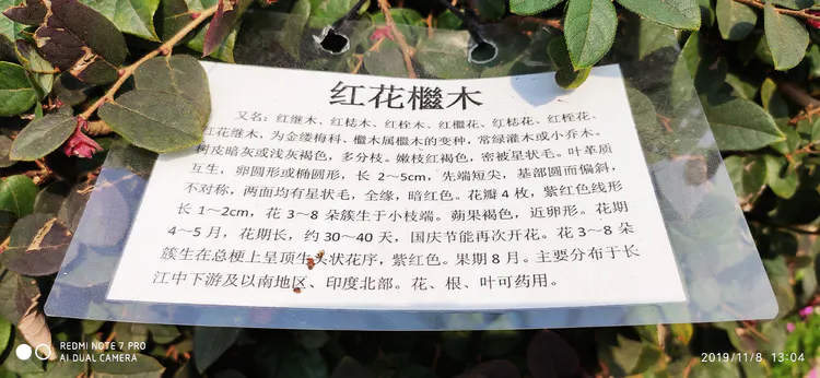 陪你一起看湖北省广水一中①——走进植物王国