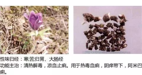 300个中草药图谱（附主治功效），知道一半就太牛了（上）