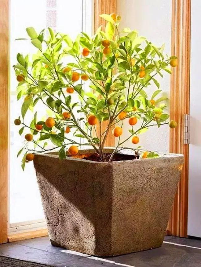 “四季栽培”培育金橘，简单实现夏天的观花和冬天的观果