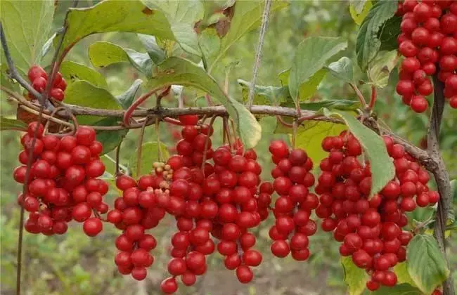 想种植中药材,但不知道种什么?这里有答案