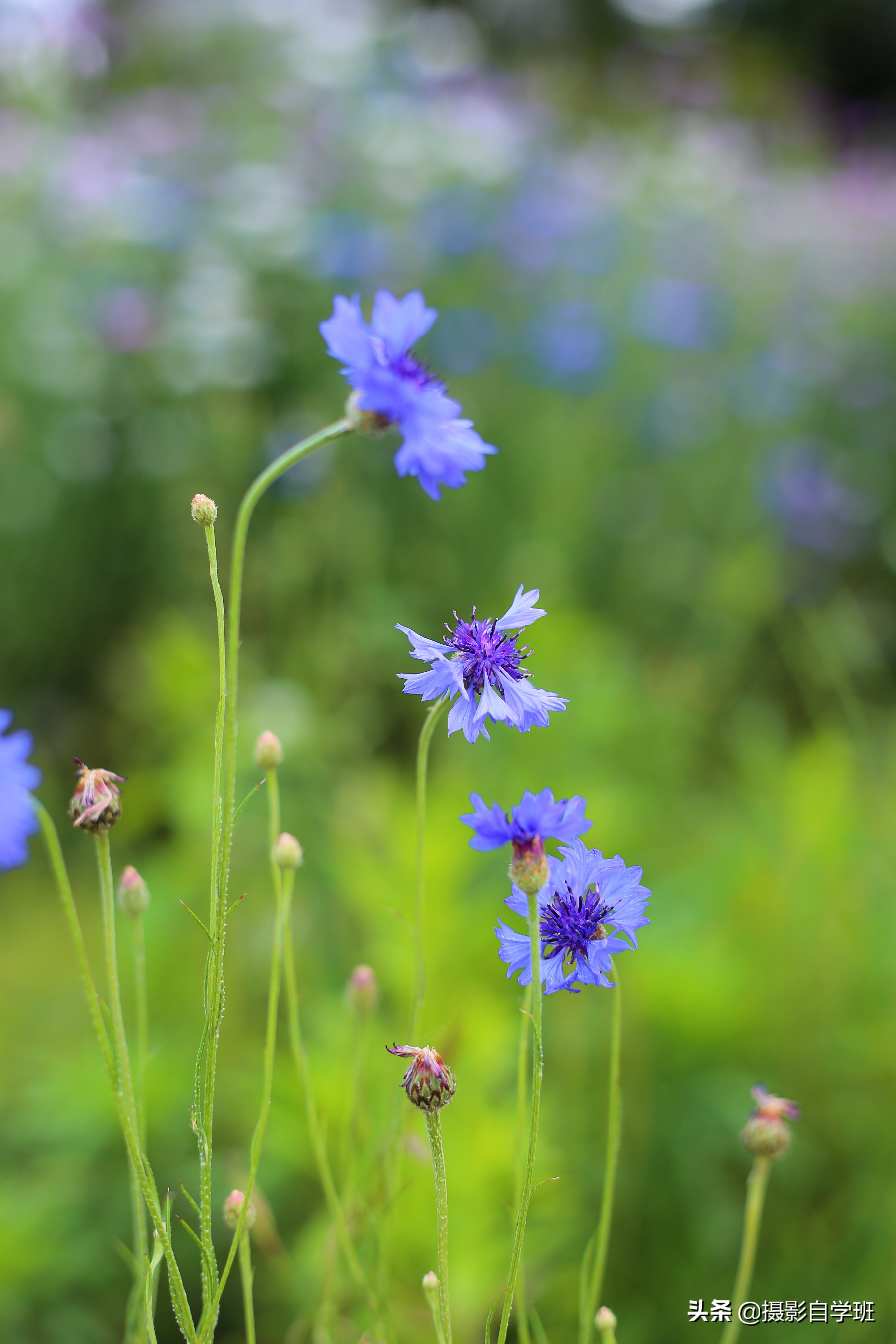 植物摄影引导线构图技巧