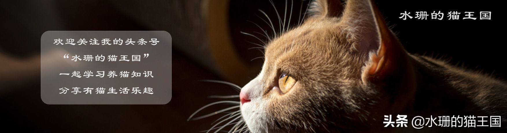1-9岁的家猫中有21%的猫心脏有杂音？猫咪得了心脏病吗？怎么治？