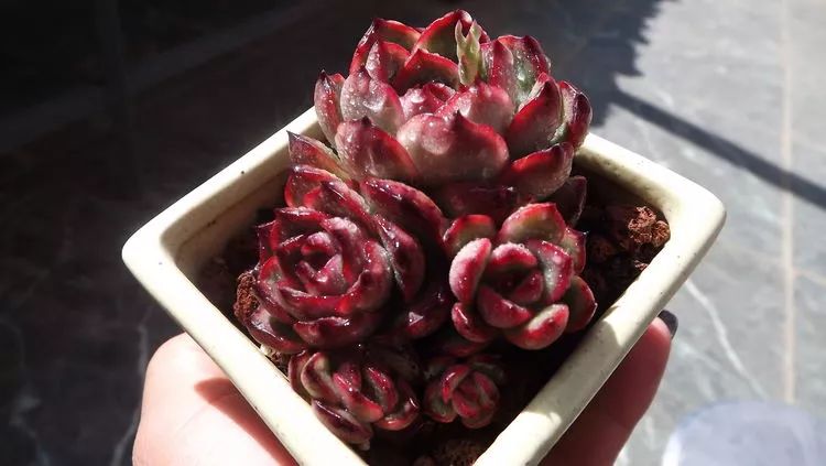 爱机车，爱多肉，宝妈花姐的诗和远方