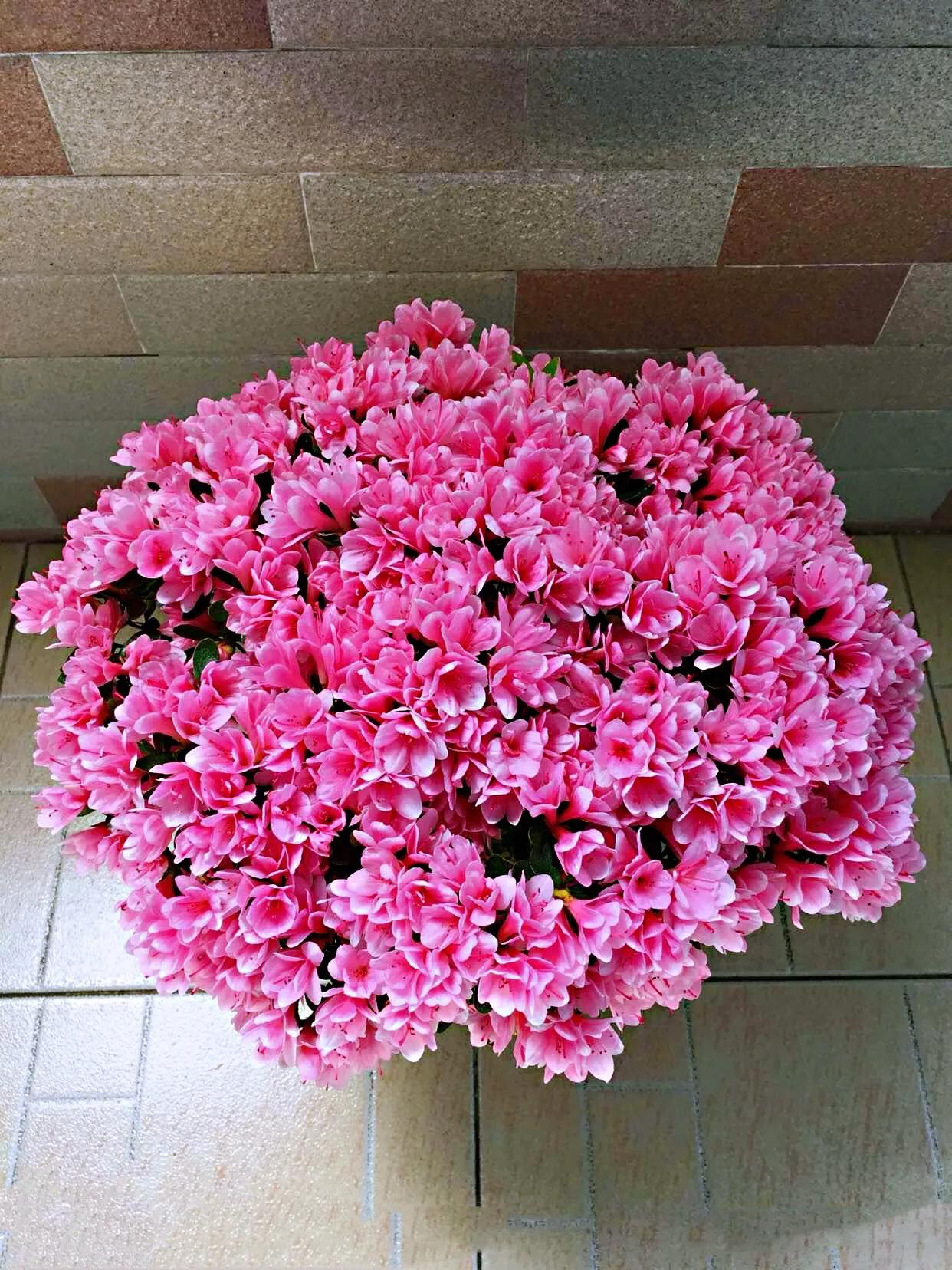 锦绣杜鹃图片及介绍(杜鹃花品种分类大全)