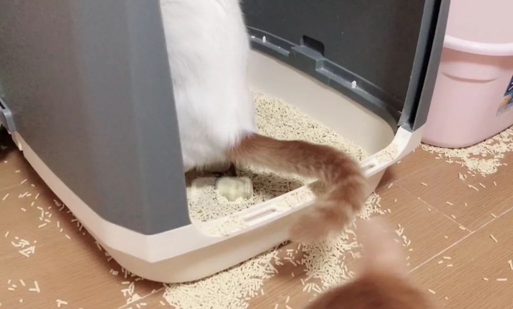 猫咪为什么拉肚子？找对原因就能轻松治愈