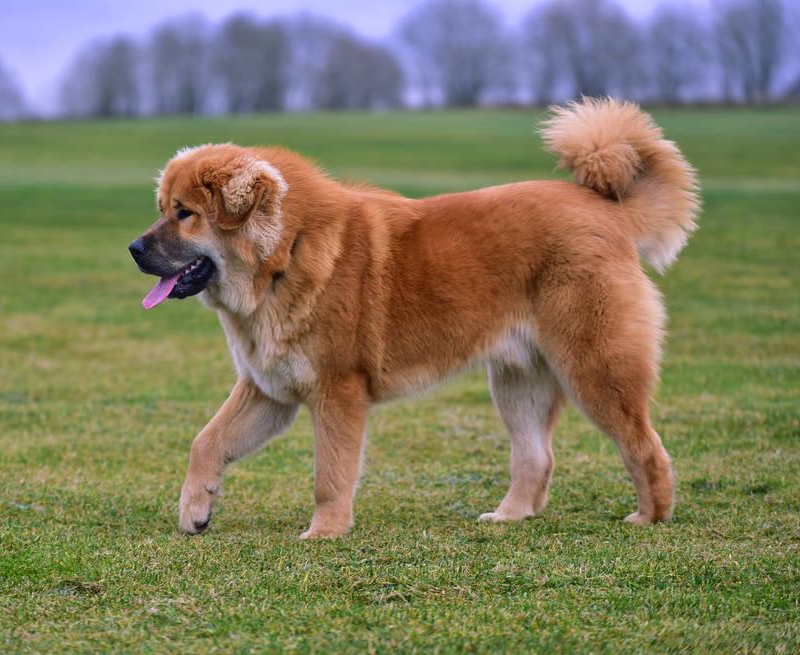 藏敖资料简介（一文带你了解世界上最凶猛的犬种）