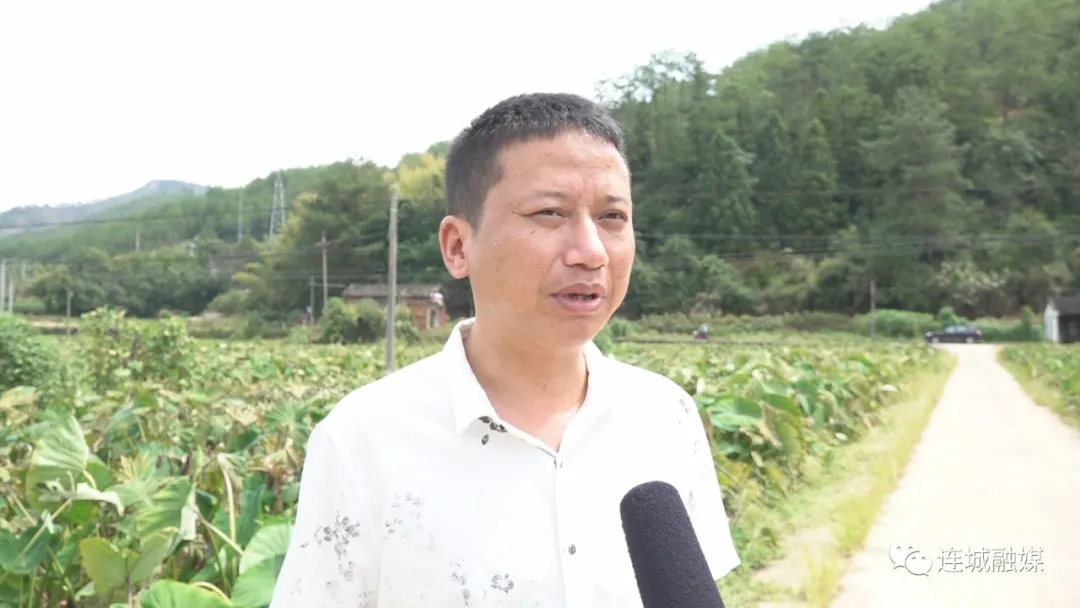 「全面推進鄉村振興」連城羅坊：發展檳榔芋種植 拓寬農民致富路