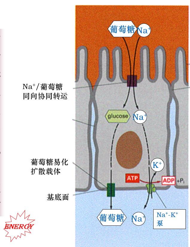 葡萄糖的吸收和转运逆浓度梯度或电化学梯度的主动运输过程运输过程不