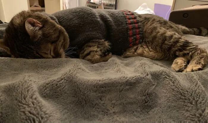 一隻18歲貓咪的獨特癖好：不給它穿毛衣就要哭幾個小時