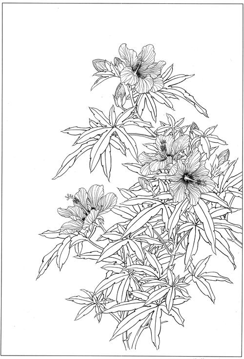 秋葵高清白描线稿图片下载7幅