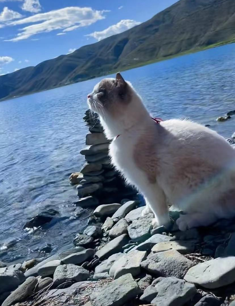 博猫怎么注册(网红被指博眼球) - 燕来学堂