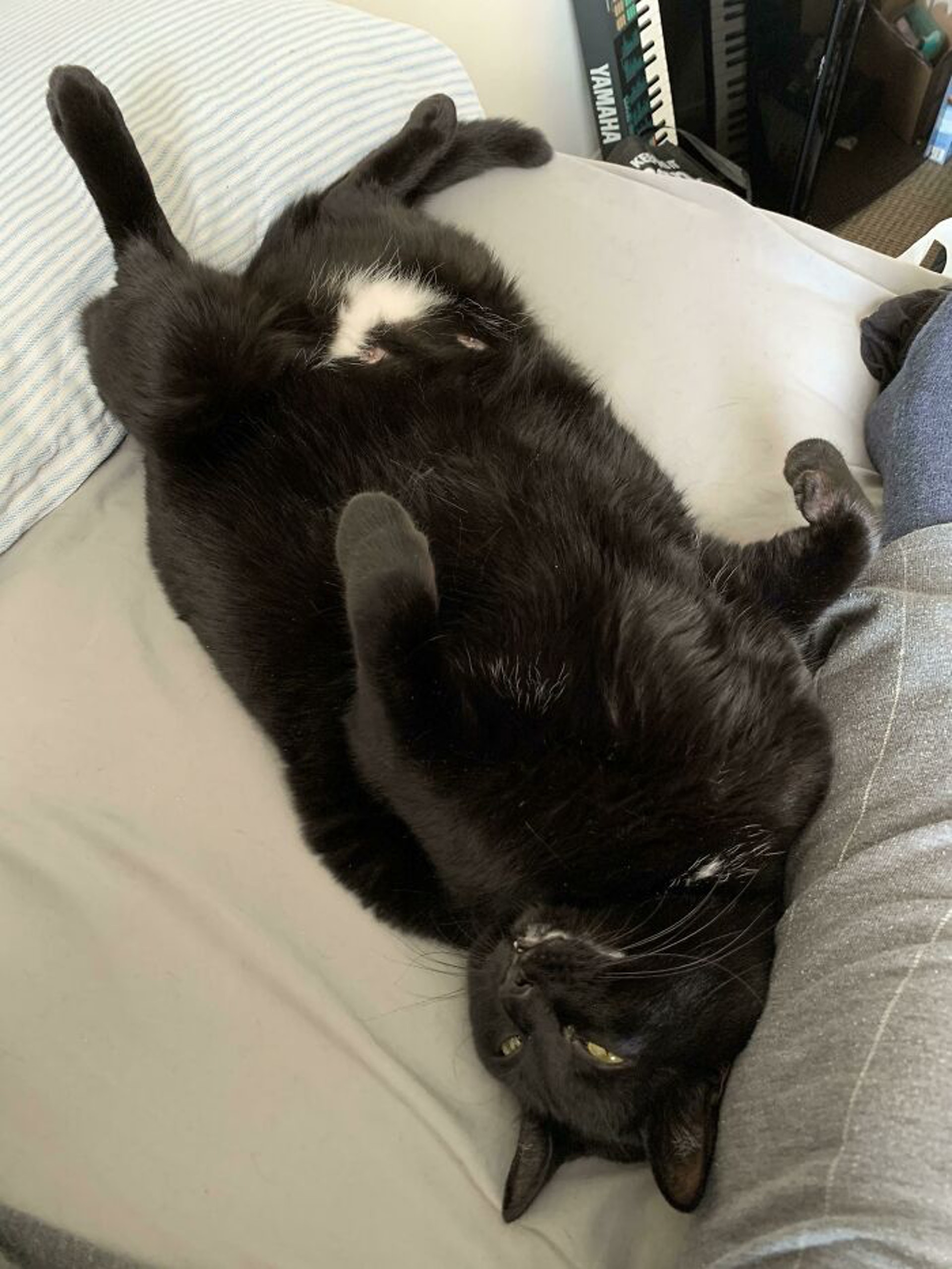 40只巨猫大得不合常理 网民惊讶:飞扑讨抱的话,腰会断