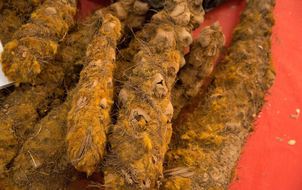 狗脊,用于腰痛,关节疼,医生告诉你,两种腰痛适合用